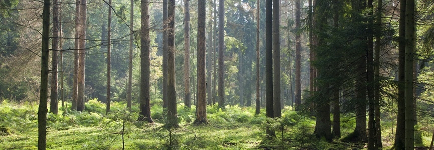 WWF określa SCA jako przykład firmy zrównoważonego rozwoju