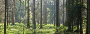 WWF określa SCA jako przykład firmy zrównoważonego rozwoju